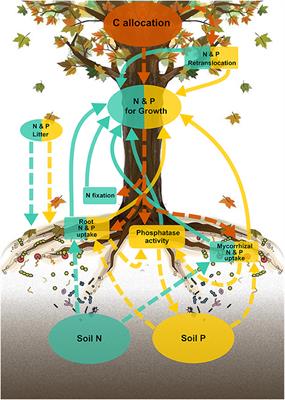 Modeling the Carbon Cost of Plant Nitrogen and Phosphorus Uptake Across Temperate and Tropical Forests